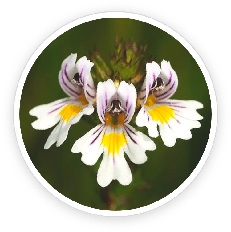 Natural nutrient forming part of the EyeFortin formula for clearer vision.