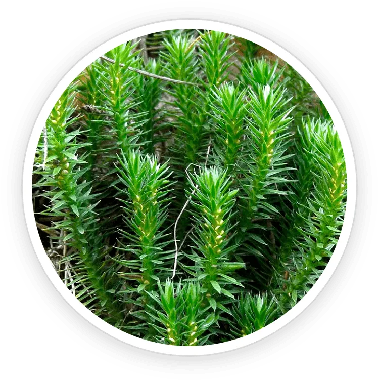 Natural component featured in the EyeFortin composition.